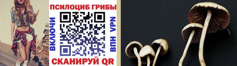 площадка как зайти  Алейск  Псилоцибиновые грибы прущие грибы 